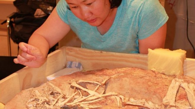 Bolortsetseg Minjin смотрит на окаменелости динозавров