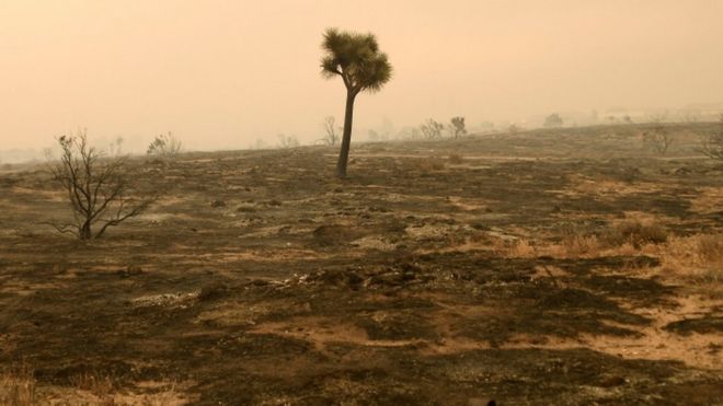 Bluecut обгорел около 15 000 акров земли