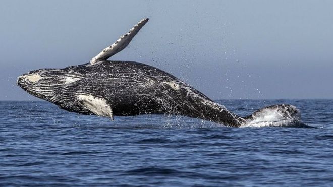 Michael Packard: US lobsterman wey whale 'swallow and spit out' narrate ...