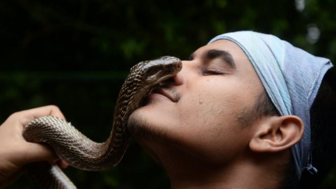 snakes