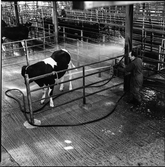 Мужчина чистит корову шлангом