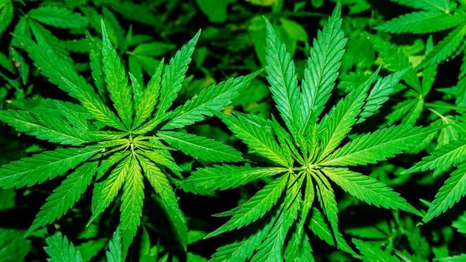 cannabis ile ilgili gÃ¶rsel sonucu