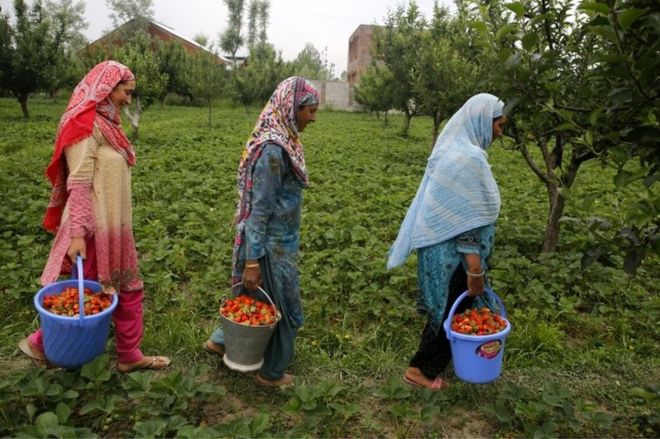 Кашмирские женщины несут ведра, наполненные собранной клубникой, на поле на окраине города Сринагар, летней столицы индийского Кашмира, 16 мая 2017 года