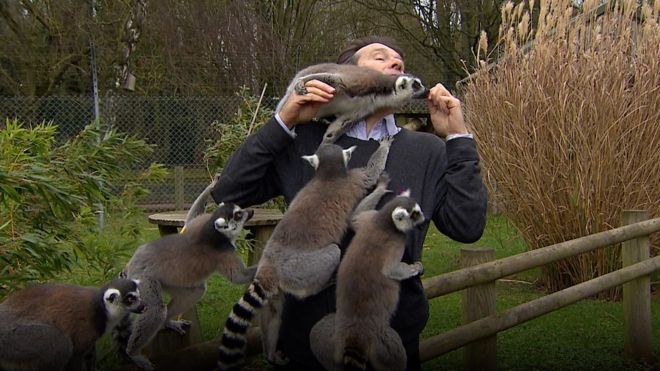 TV reporter surrounded by lemurs