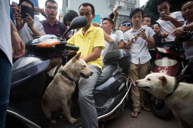 Собаки на продажу в Юйлине