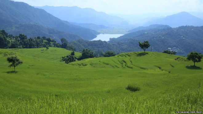 Рис растет в дикой природе в Непале