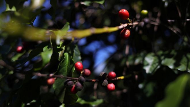 Plantação de café em São João da Boa Vista