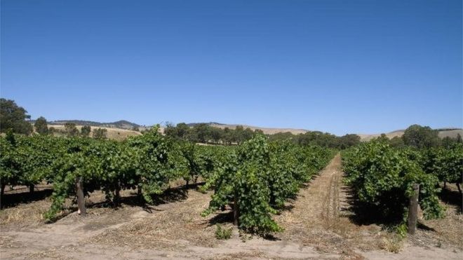Общий вид виноградника в винодельческом регионе Баросса, Южная Австралия, Австралия.
