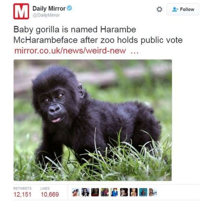 В твиттере Daily Mirror, в котором сообщается об истории Харамбе Макхарамбайф, было написано более 12 000 раз.