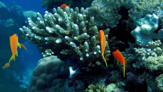 பவளப்பாறைகள்