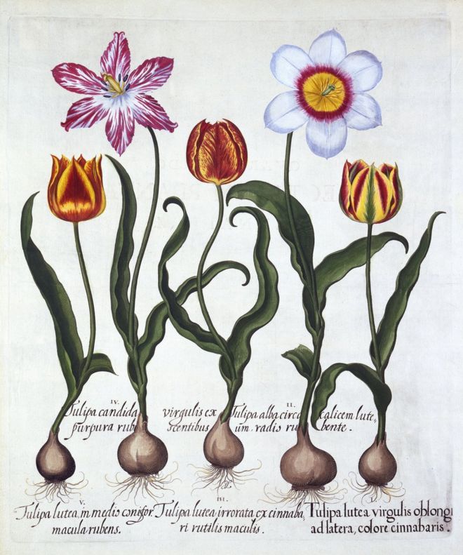 Пять тюльпанов из "Hortus Eystettensis" Базиля Беслера, опубликованного в 1613 году