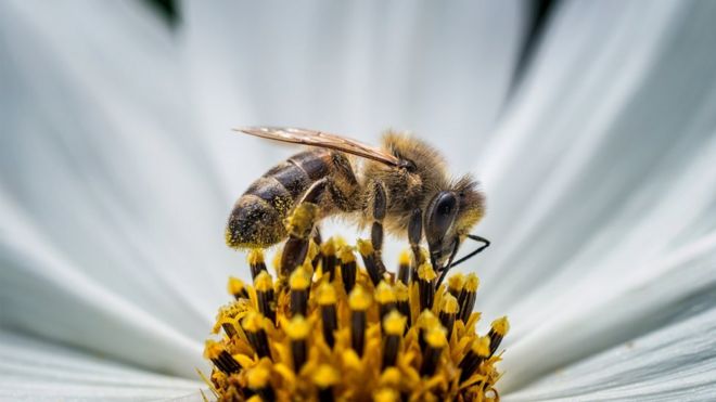 Une abeille est assise au sommet d'une fleur pollinisatrice.