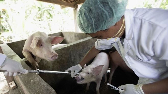 Un científico de la Universidad de Udayana toma una muestra de un cerdo.