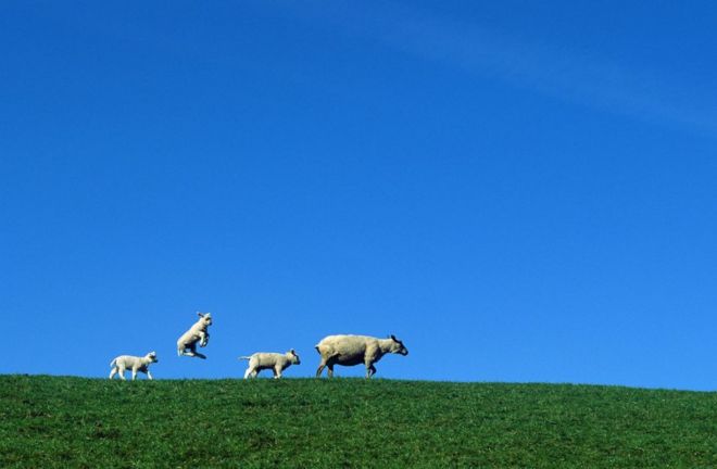 مجموعة من الغنم