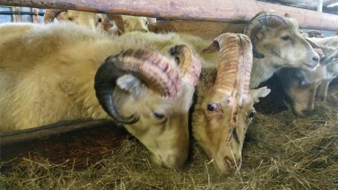 Однорогий овец среди других в овечьей шкуре фермы
