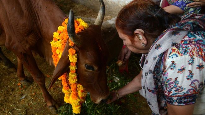 Многие индусы считают коров священными
