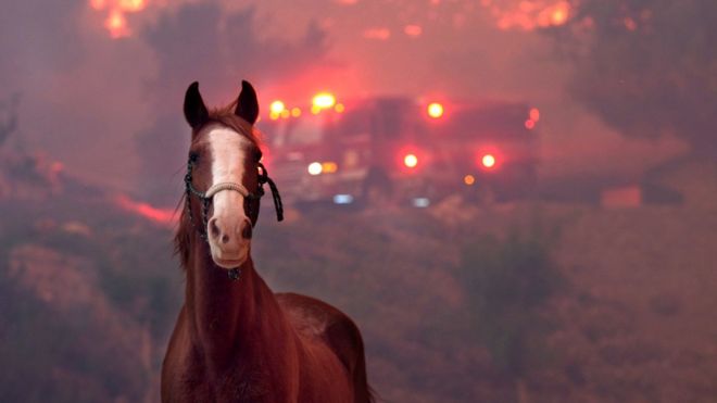 Лошади пугаются, когда огонь Вулси проходит через владение на Корнелл-роуд рядом с ранчо Парамаунт