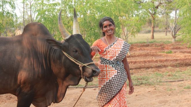 காளை வளர்ப்பில் ஈடுபடும் பெண்
