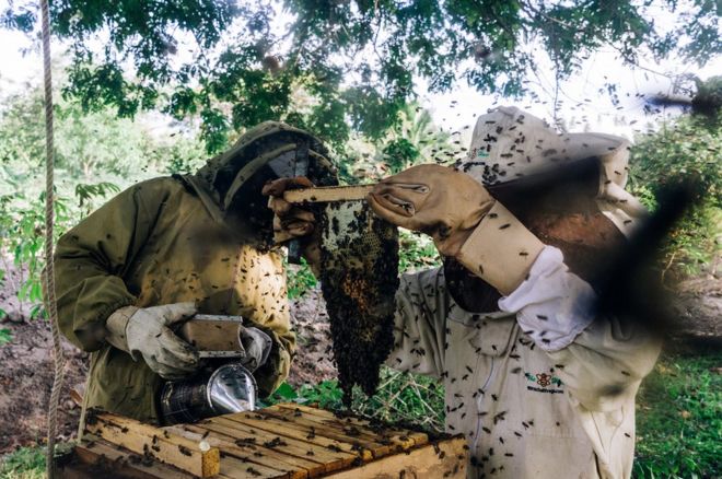 Пчеловоды задерживают кусок сота