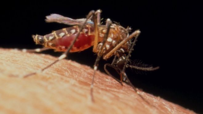 Самка комара желтой лихорадки, Aedes aegypti,