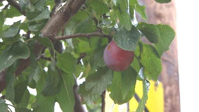 A Denbigh plum in a tree