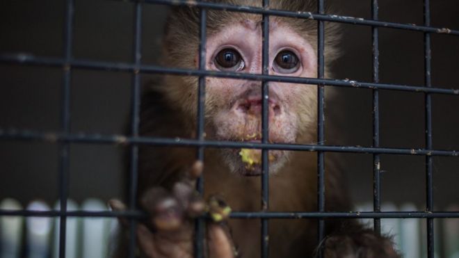 Mono en una jaula.