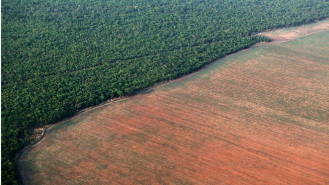 Plantação ao lado de área de floresta amazônica no Mato Grosso