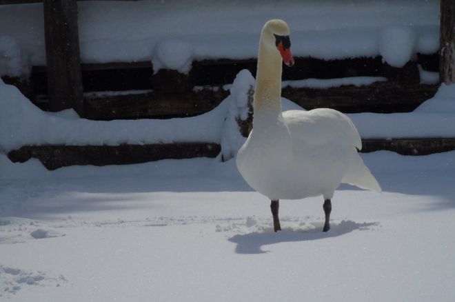 A swan in the snow
