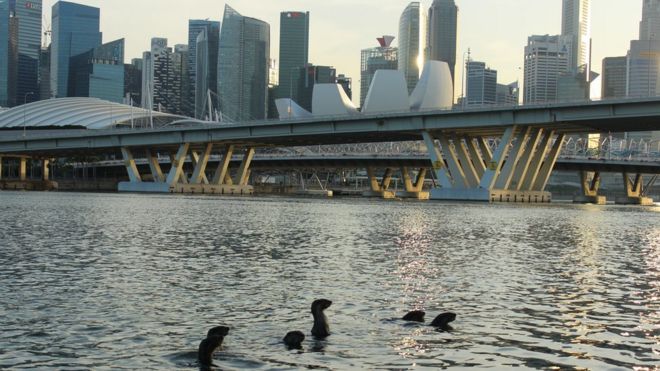 Выдры высовываются из воды; финансовый район Сингапура на заднем плане