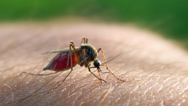 mosquito succionando sangre de un brazo