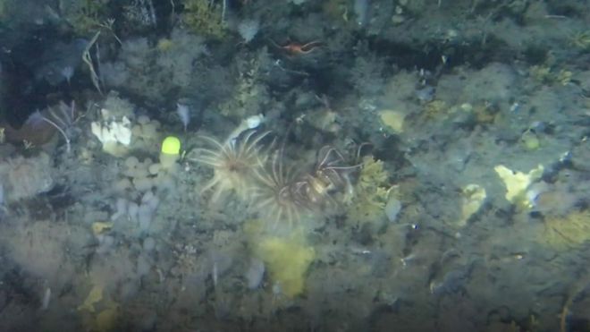 Ww1 Shipwrecks Pictured By Sonar Off Welsh Coast c News