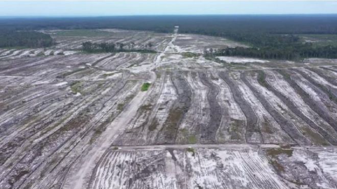 Kebun singkong seluas 600 hektar di Desa Tewai Baru, Gunung Mas, Kalimantan Tengah, mangkrak.