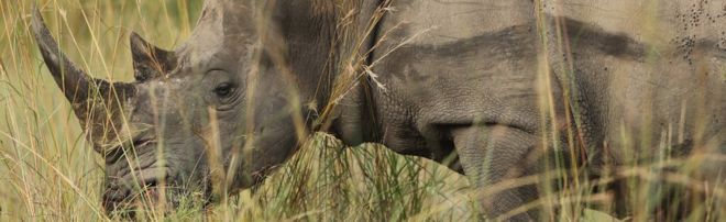 Носорог в Национальном парке Крюгера, Южная Африка