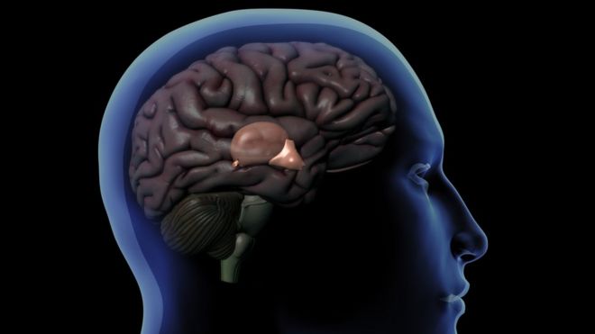 Desenho de um cérebro dentro do crânio humano mostrando a glândula pineal atrás do hipotálamo
