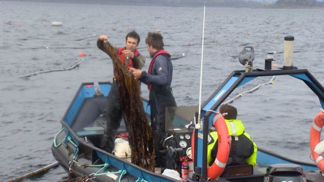 Морские водоросли