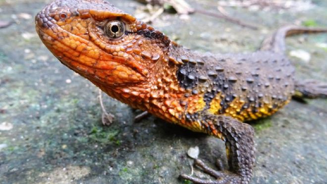 Undated handout photo issued by WWF, of a Shinisaurus crocodilurus vietnamensis, a Vietnamese crocodile lizard, which is one of the 115 new species that were discovered in the Greater Mekong region in 2016