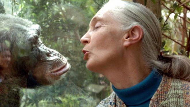 Џејн Гудал, светски ауторитет у проучавању шимпанзи, разговара са шимпанзом Нана у зоолошком врту немачког града Магдебург