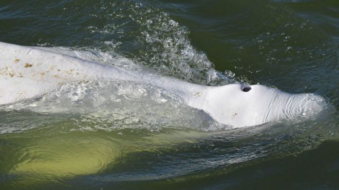 La ballena beluga en el río.