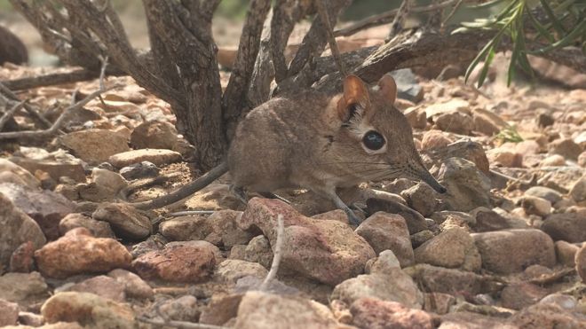 Somali sengi