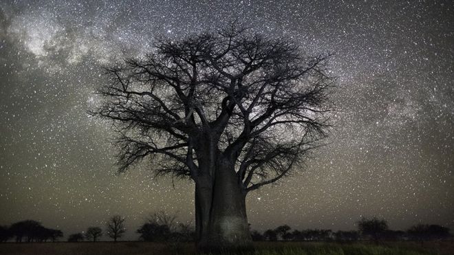 rvore fotografada por Beth Moon