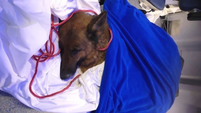 Собака Рапунцель лежит на больничной койке, укрытой синим одеялом.