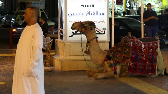 A man stands near his camel while waiting for tourists in the Red Sea resort of Sharm el-Sheikh, Egypt (10 November 2015)