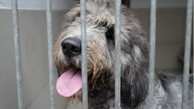 Uma cachorra cinza de pelo comprido olha por detrás de grades