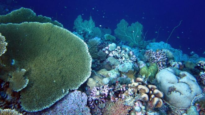 Гребень кораллового рифа в архипелаге Чагос