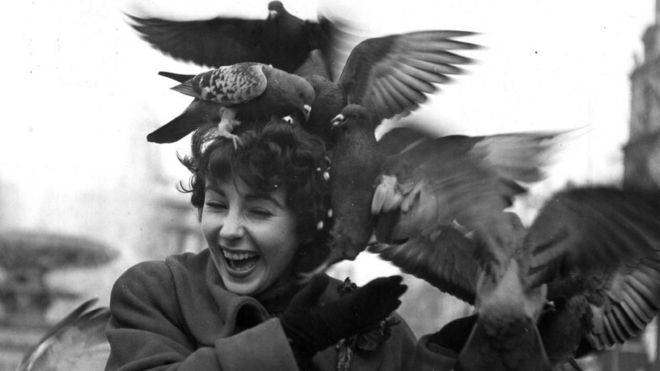 Смеющаяся Элизабет Тейлор поворачивает голову, когда около полудюжины голубей стекаются по ее волосам, пытаясь съесть корм, а она пытается отмахнуться от них