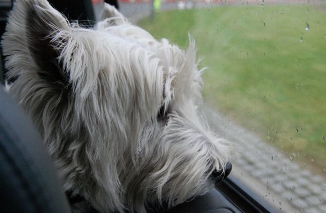 Собака задира смотрит в окно машины