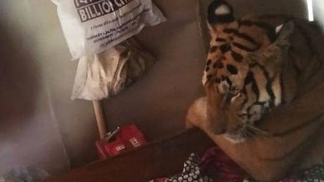 В Индии тигрица пришла в жилище и легла спать в постель