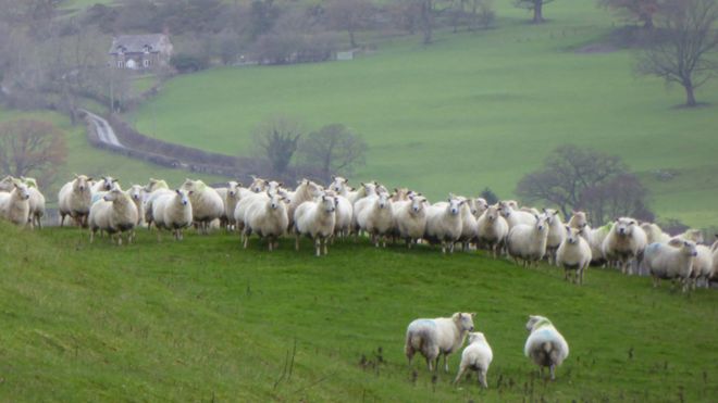 Овцы на склоне холма в Уэльсе