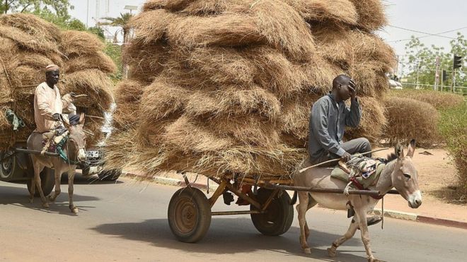 Ослы перевозят грузы в Нигере