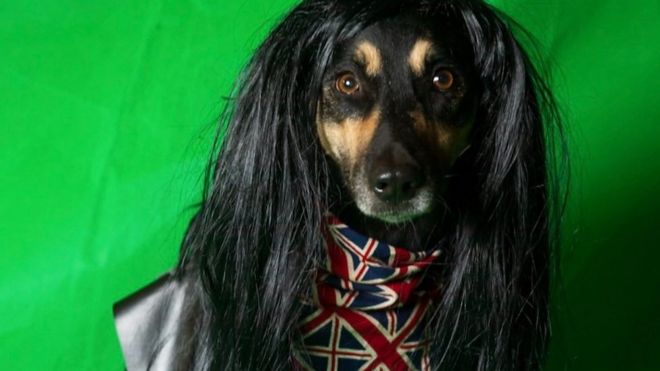 يبدأ استوديو فلاش بالحكاية الخيالية لـفلاش الكلب الذي تعلم التصوير الفوتوغرافي من إنسان.